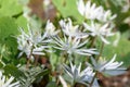 Flowering Bloodroot, Sanguinaria canadensis Star, white flowers in the sun Royalty Free Stock Photo